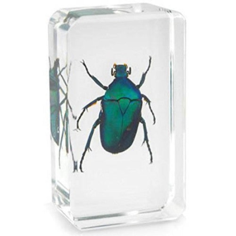 01027 - REAL BUGS-JAPANESE EMERALD BEETL BEETLE