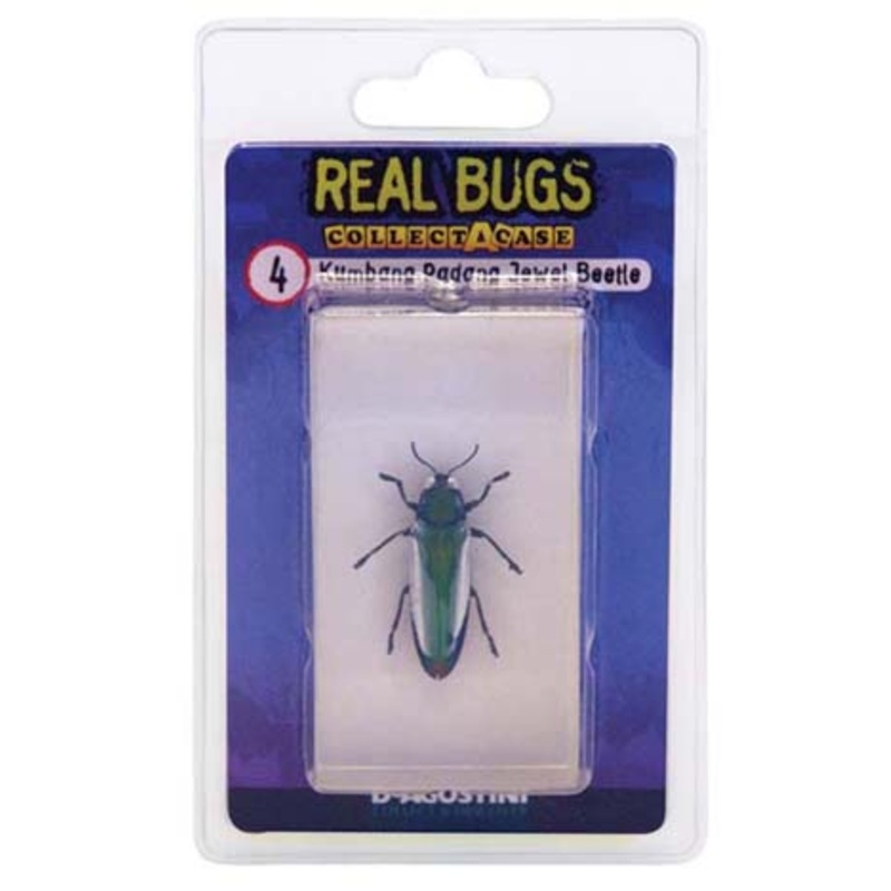 01023 - REAL BUGS-INDONESIA JEWEL BEETLE BEETLE