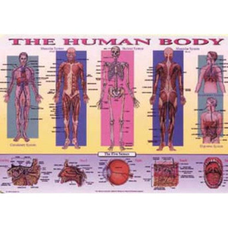R21800 - PLACEMAT THE HUMAN BODY