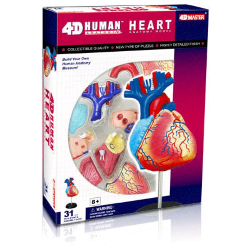 26052 - HUMAN HEART ANATOMY MODEL 31PARTS W/STAND AND ASSEMBLY GUI