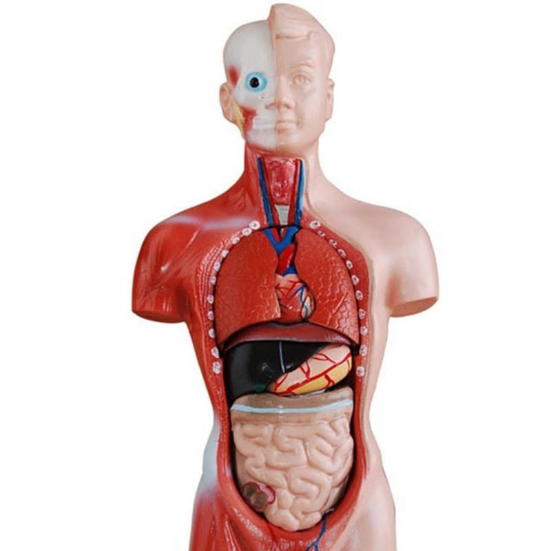 EDU-41006 - HUMAN TORSO MINI-27CM HEIGHT 8 DISSECTIBLE PARTS