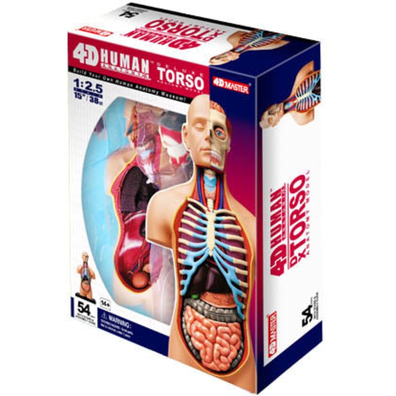 26080 - HUMAN TORSO ANATOMY MODEL 54PARTS W/STAND AND ASSEMBLY GUI