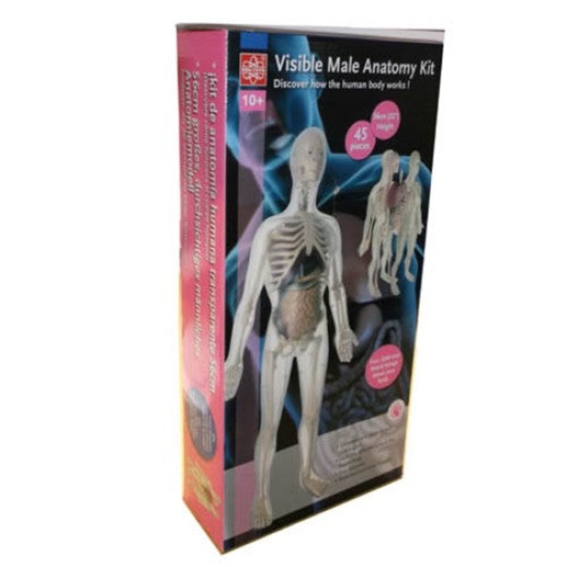 37461 - HUMAN VISIBLE MALE ANATOMY KIT HEIGHT:56CM 45PIECES