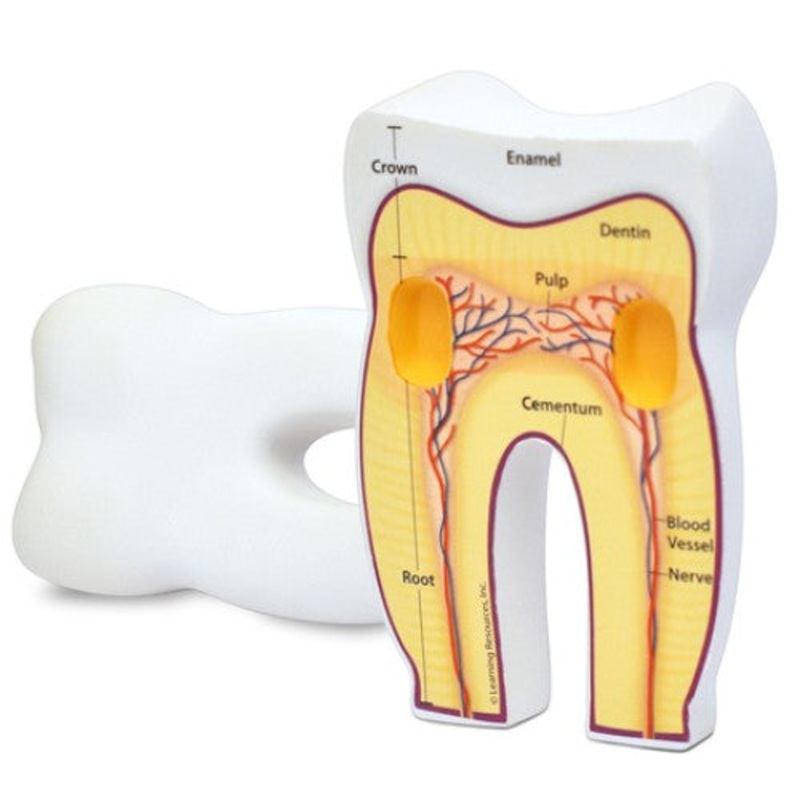 LER1904 - HUMAN TOOTH MODEL SOFT FOAM CROSS-SECTION TOOTH