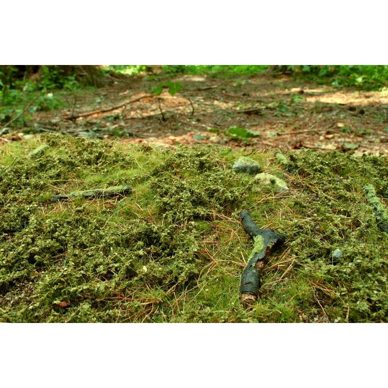 Model Scene F601 Forest Base - Spring