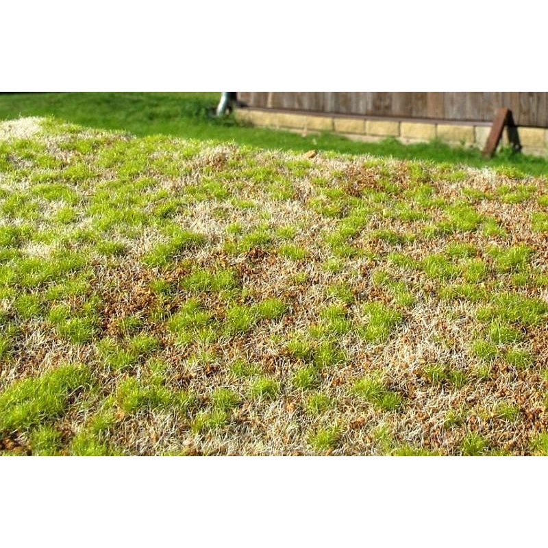 Model Scene F531 Steppe spring